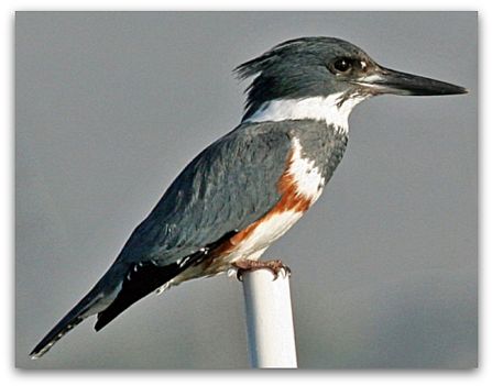 Belted kingfisher (photo by Mike Baird)