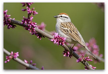Chipping sparrow (photo by Marie Read)