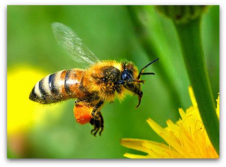 Honey bee gathering pollen, by Tsukuba