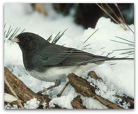 Junco (photo by J.R. Woodward)
