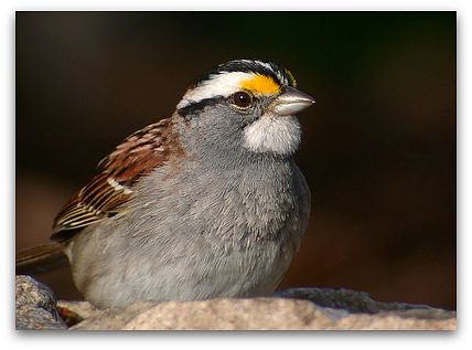 White-throated sparrow (photo by Mike McDowell)