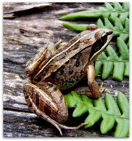 Woodland frog (photo by James Harding)