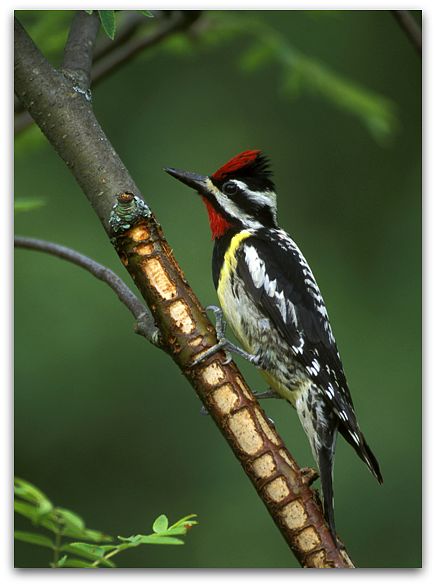 Yellow-bellied sapsucker (photo by Marie Read)