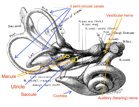Inner ear structures