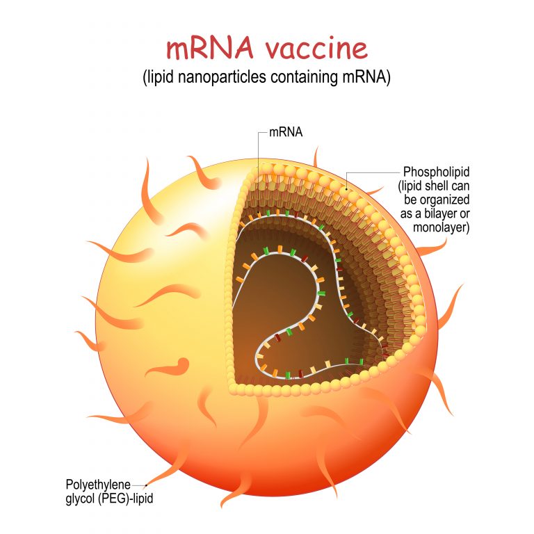 The Covid mRNA vaccine:  The manufactured liposome carrying the lab-made mRNA